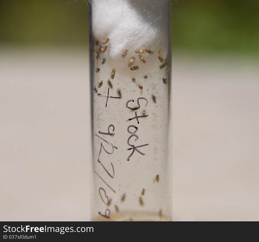 Fruit Flies For Genetics Research