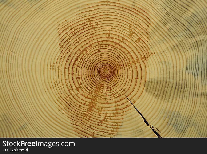 Tree rings revealed in cross section. When counted they reveal the age of the tree.