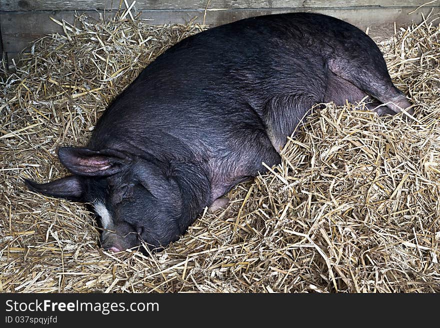 Pig sleeping