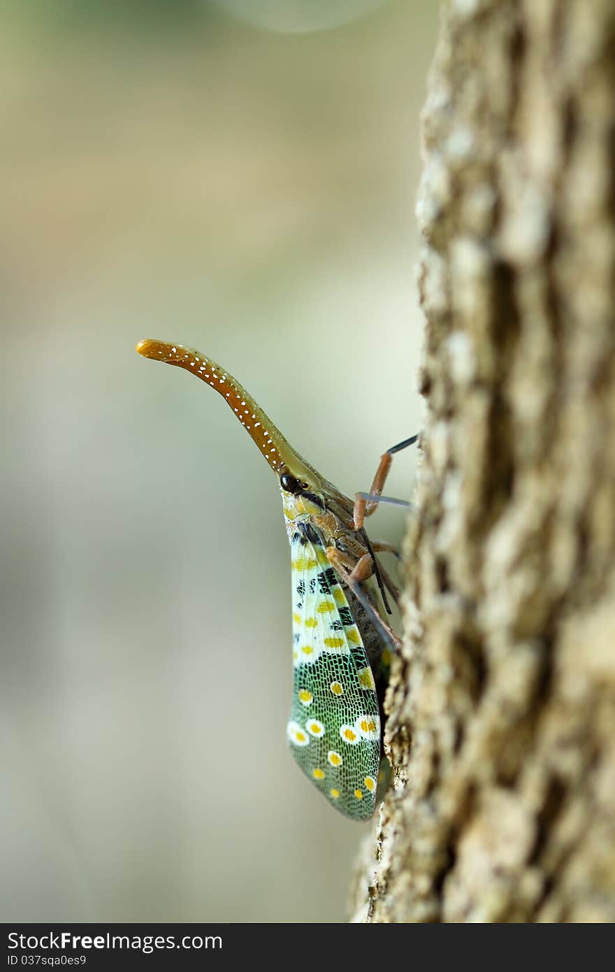 Cicada