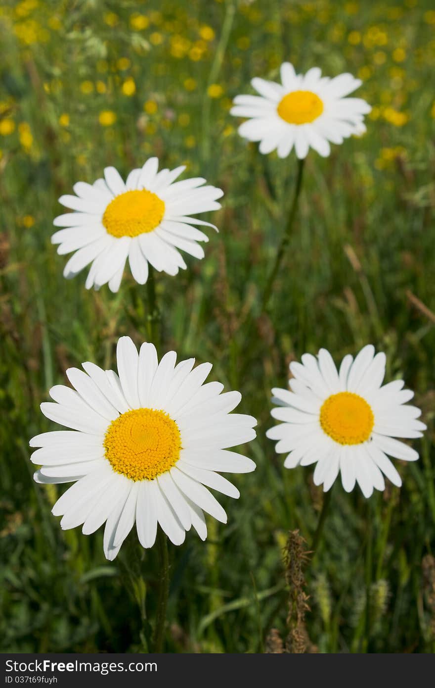 Daisies on a meadow