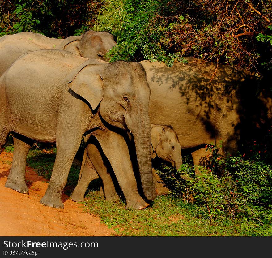 Elephant Herd Protective Of Young Calf