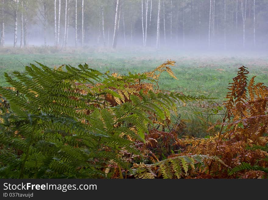 Ferns in the morning fog