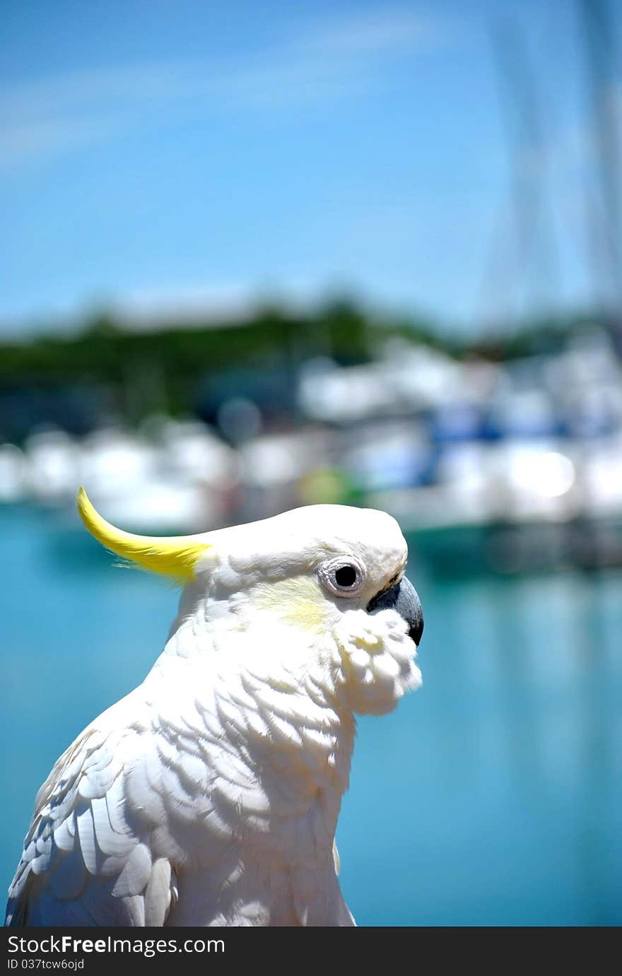 Cockatoo Overlooking Whitsundays Harbour