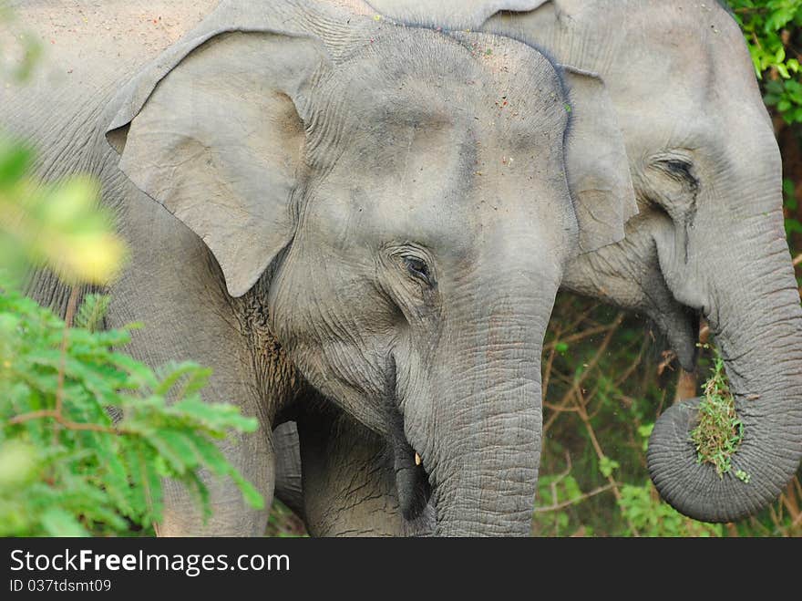 Pair of elephants of a Elephant herd in Sri Lanka's Yala National Park. Pair of elephants of a Elephant herd in Sri Lanka's Yala National Park