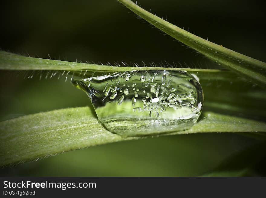 Closeup of green leaf with water drops from dew and vein. Closeup of green leaf with water drops from dew and vein