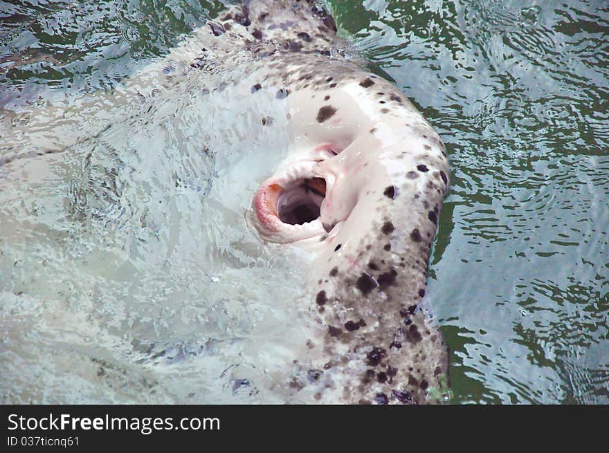 Mangrove Stingray s Mouth