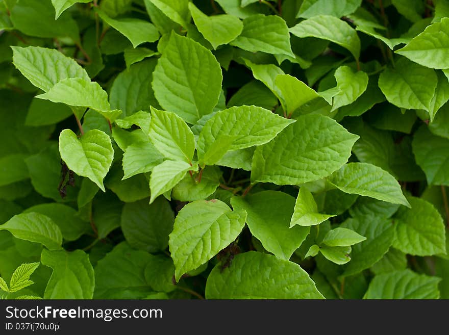 Green fresh leaves