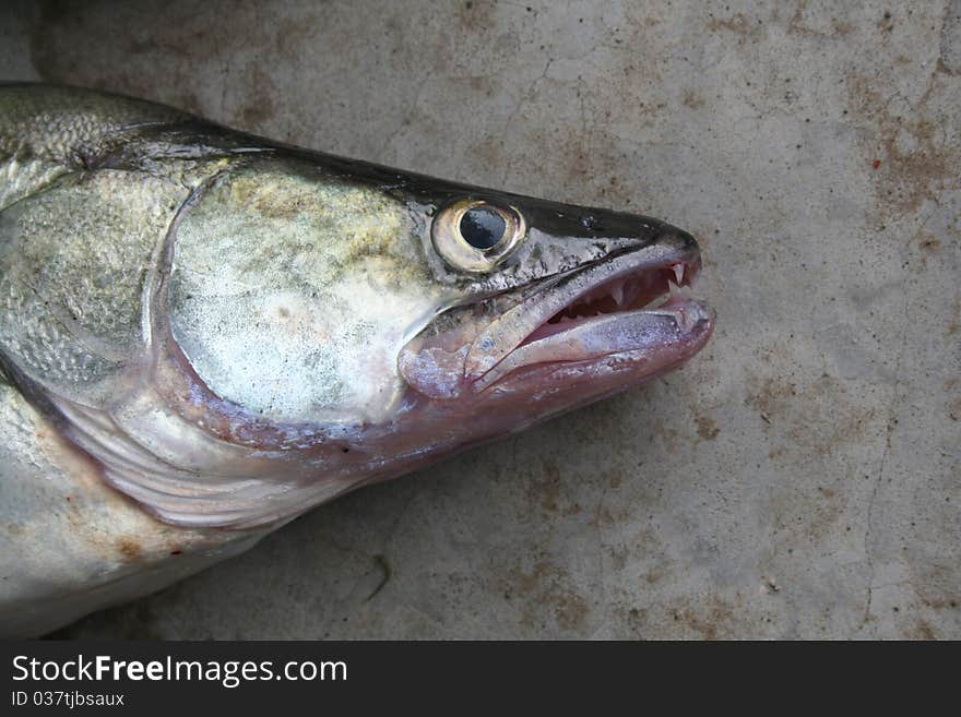 Pike perch just caught in the river. Pike perch just caught in the river