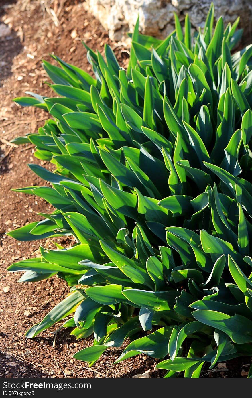 Fresh green plants on the ground