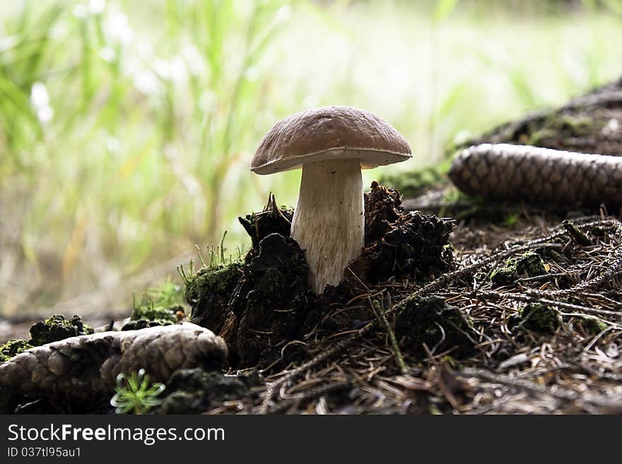 Fresh forest mushroom,boletus brown. Fresh forest mushroom,boletus brown