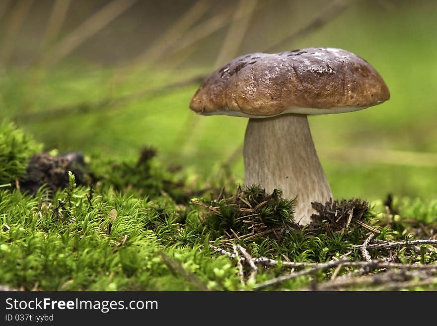 Fresh forest mushroom,boletus brown. Fresh forest mushroom,boletus brown