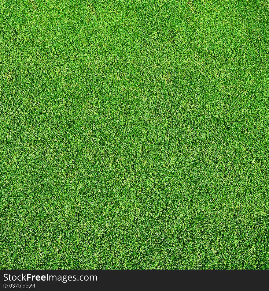 Green grass from golf course. Green grass from golf course