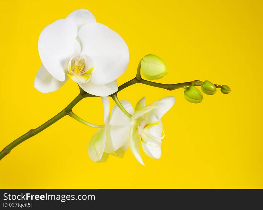 Beautiful flower, white orchid on yellow background.