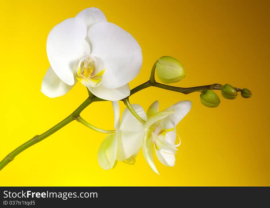 Beautiful flower, white orchid on yellow background.