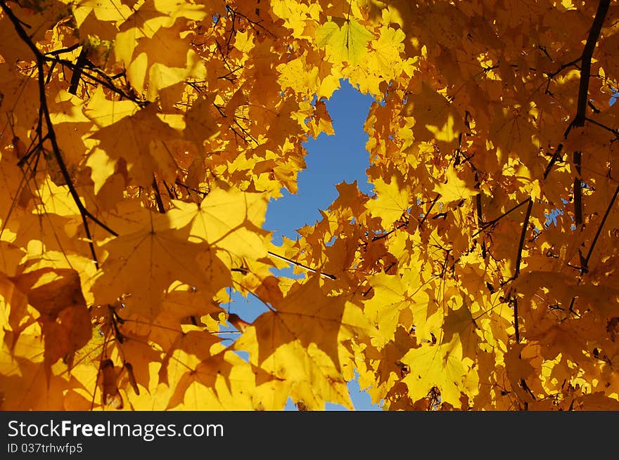 The picture of this yellow maple is made in Kyiv, Ukraine. The picture of this yellow maple is made in Kyiv, Ukraine.