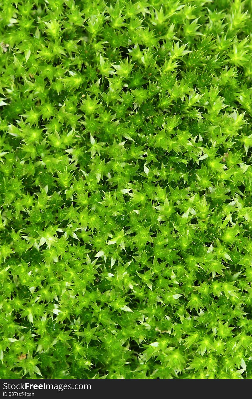 Moss on the floor can be used as a green background. Moss on the floor can be used as a green background