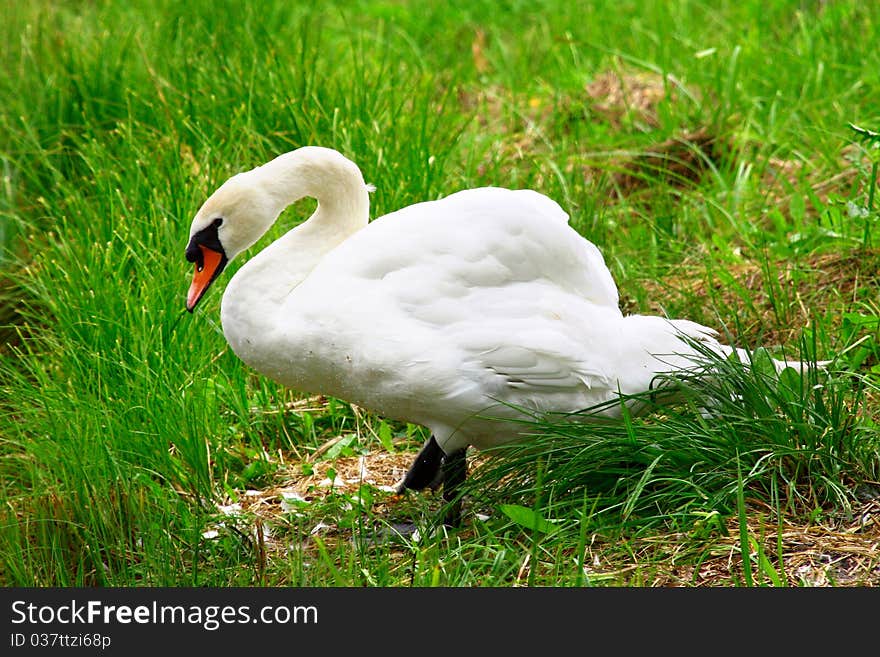 White swan in green grass