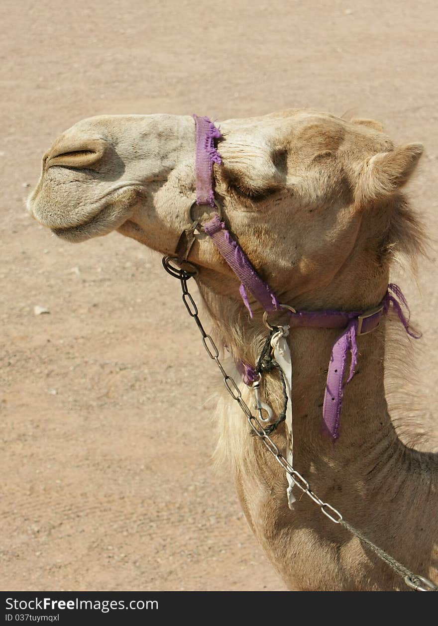 Camel in Eilat's camel range, Israel