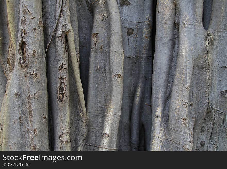 The roots of a tree in a tropical zone, Thailand. The roots of a tree in a tropical zone, Thailand