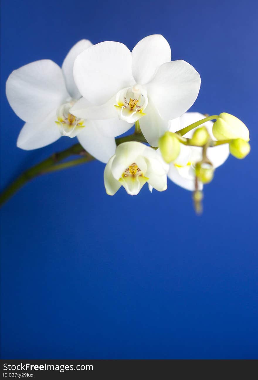 White Orchid