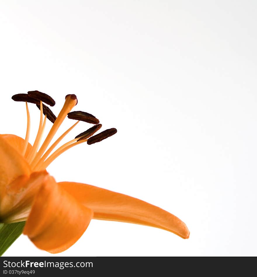 Lily Flower orange on white. Lily Flower orange on white