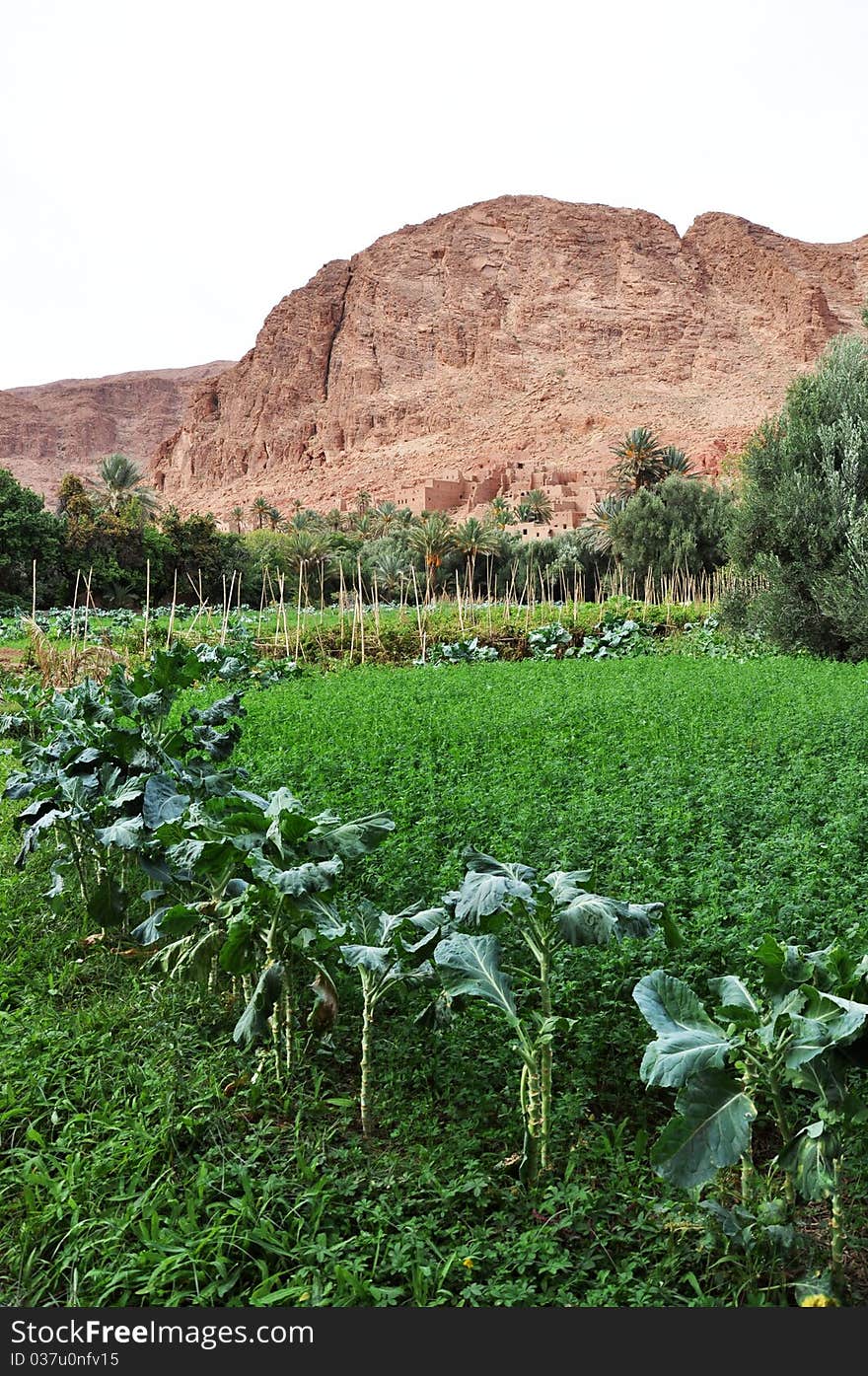 Date palm oasis in Todra Gorge. Date palm oasis in Todra Gorge