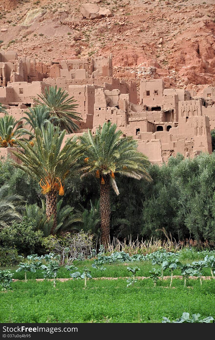 Date palm oasis in Todra Gorge. Date palm oasis in Todra Gorge