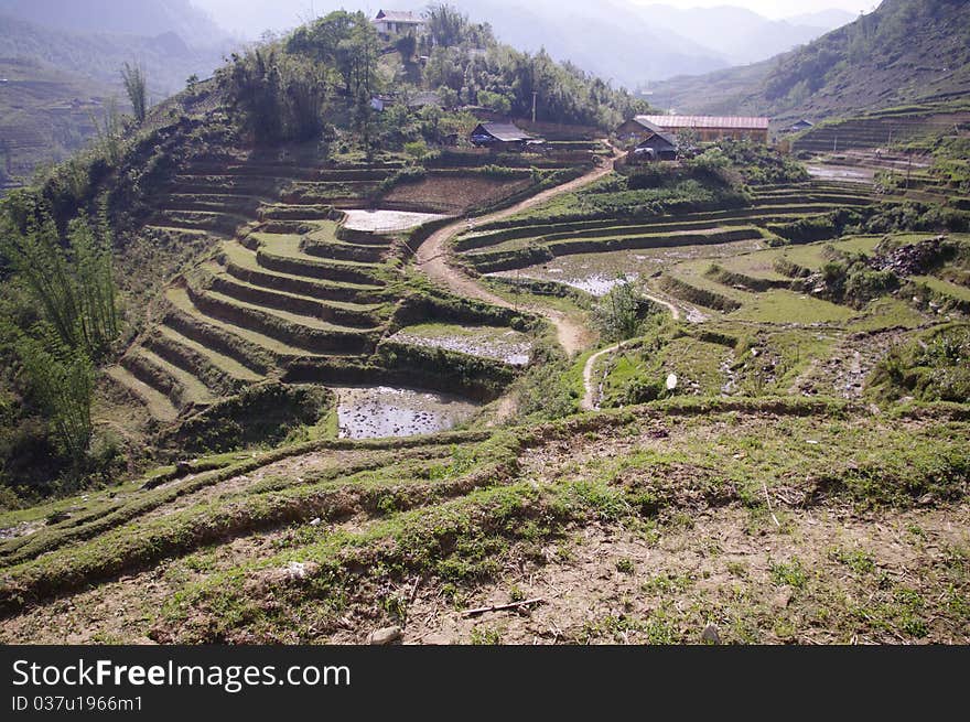 Rice fields