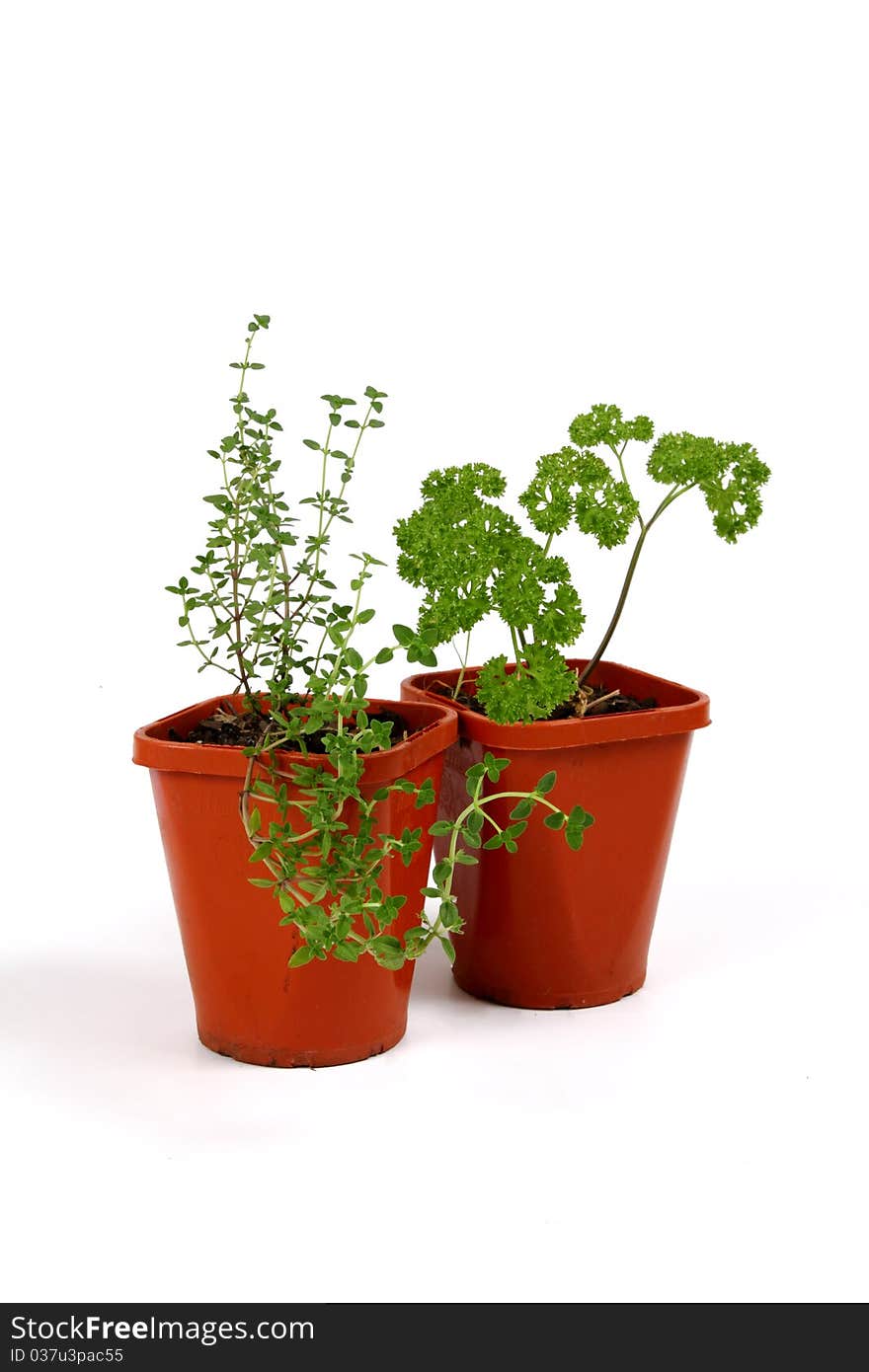 Fresh herbs in pots