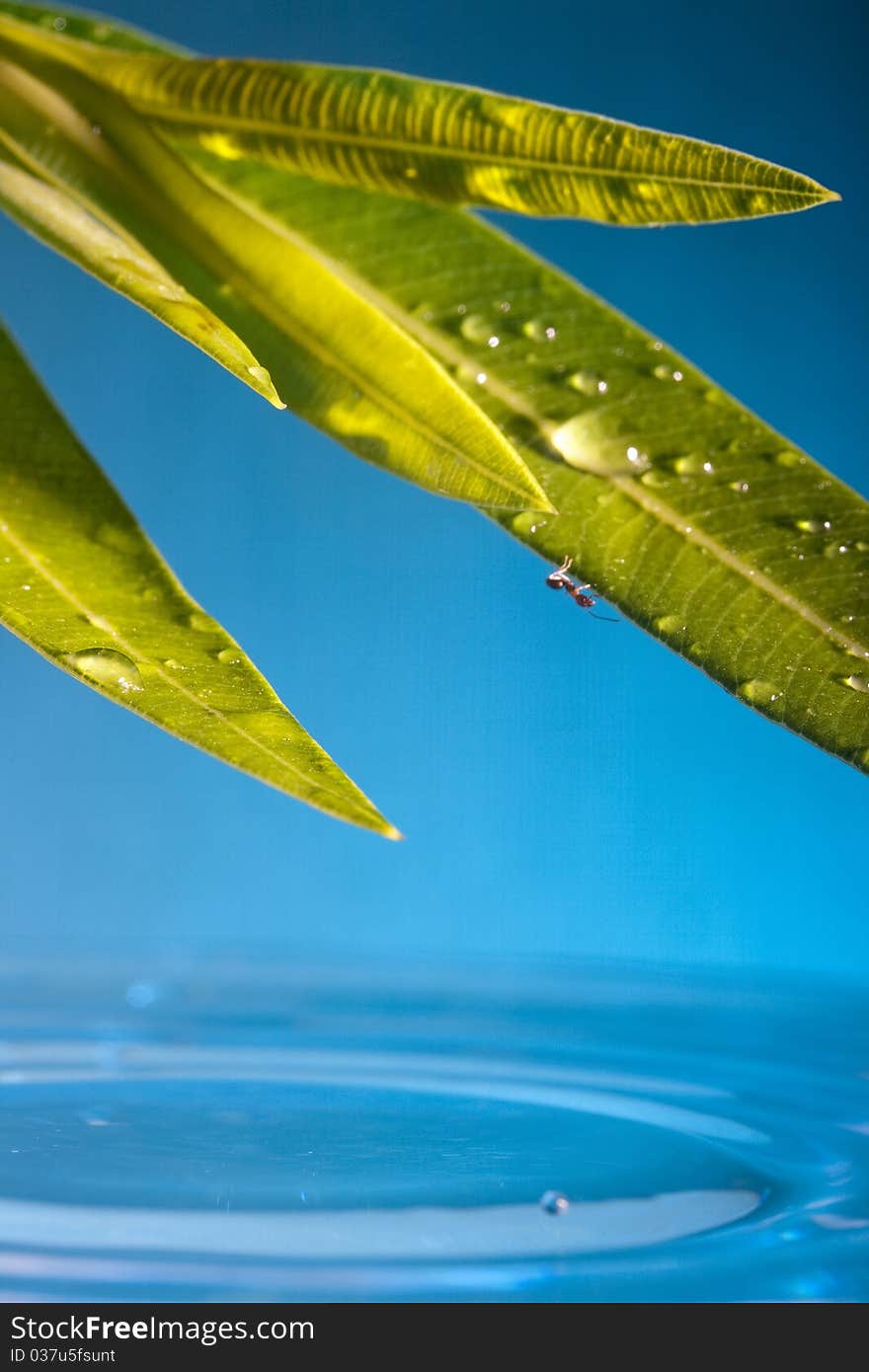 Ant running through the leaf with water droplets, which drip into the pond. Ant running through the leaf with water droplets, which drip into the pond.