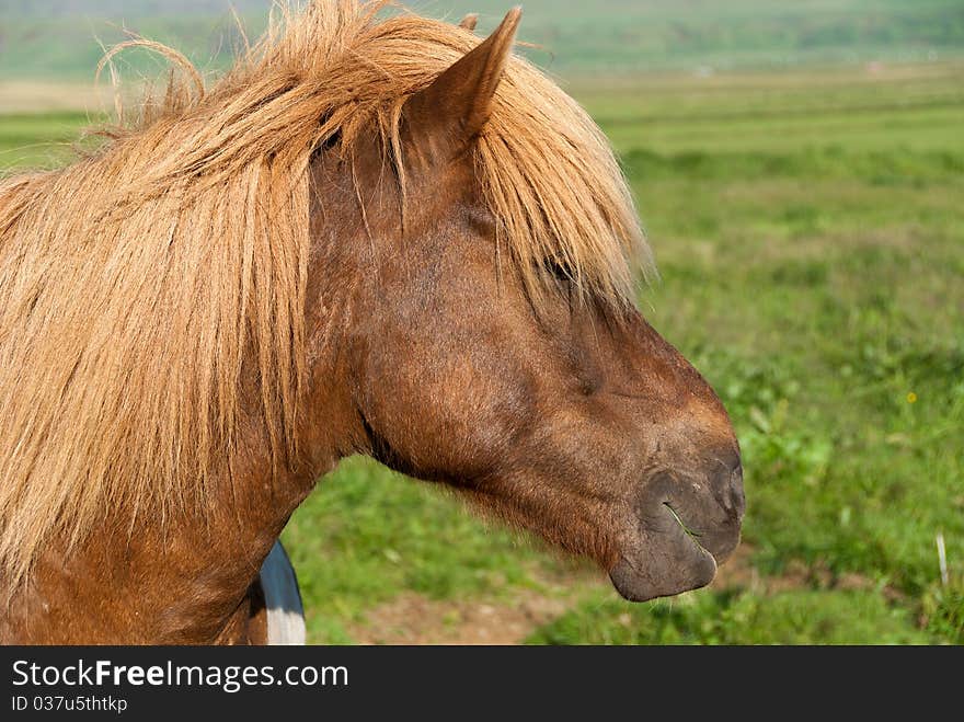 Icelandic Horse