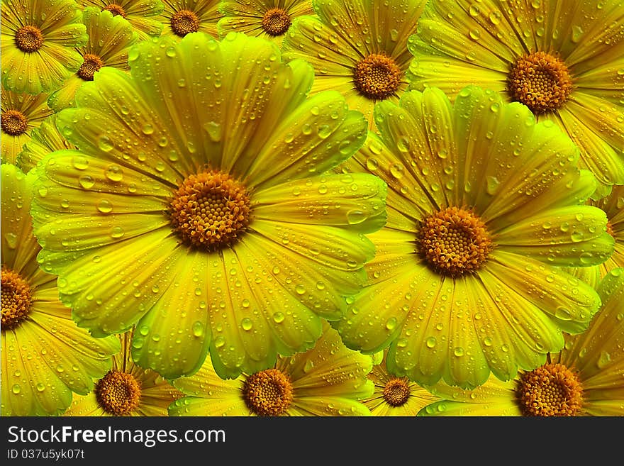 Yellow Calendula Pot Marigold Flower Composite.