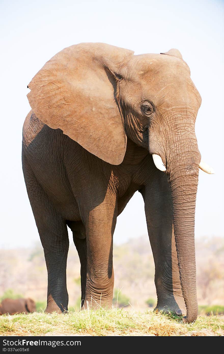 Large African elephants (Loxodonta Africana) eating in savanna in Botswana. Large African elephants (Loxodonta Africana) eating in savanna in Botswana