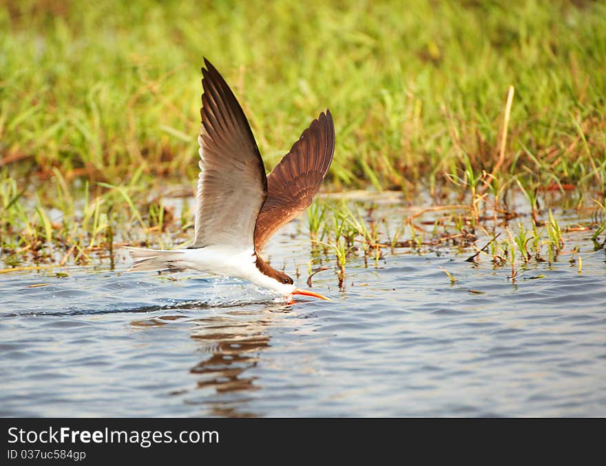 African Skimmer (Rynchops flavirostris)