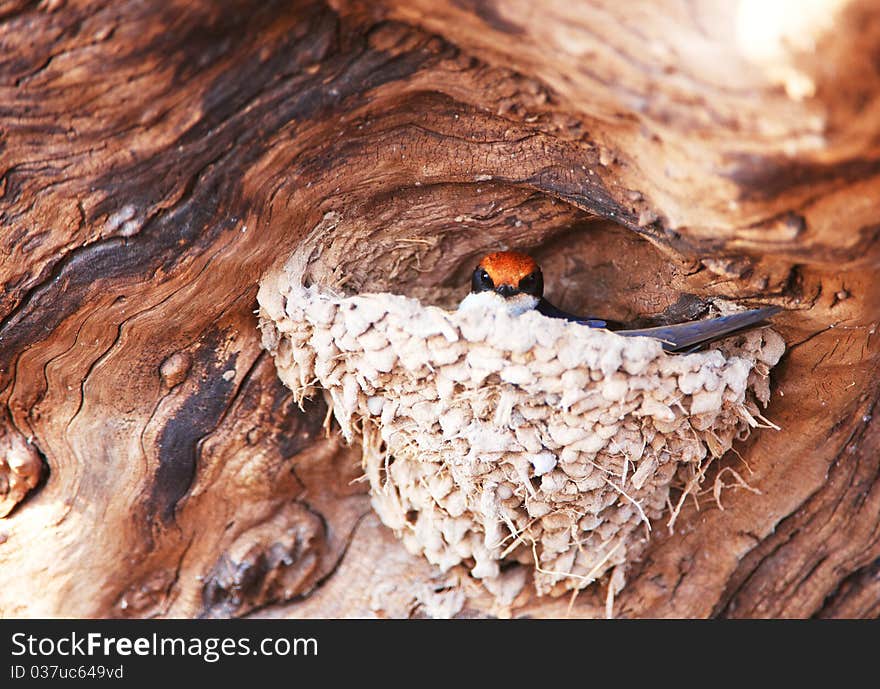 Wire-tailed Swallow (Hirundo smithii) sitting in its nest in Botswana