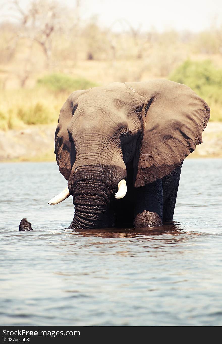 Large African elephants (Loxodonta Africana) walking through the river in Botswana. Large African elephants (Loxodonta Africana) walking through the river in Botswana