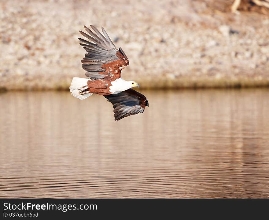 African Fish Eagle (Haliaeetus Vocifer)