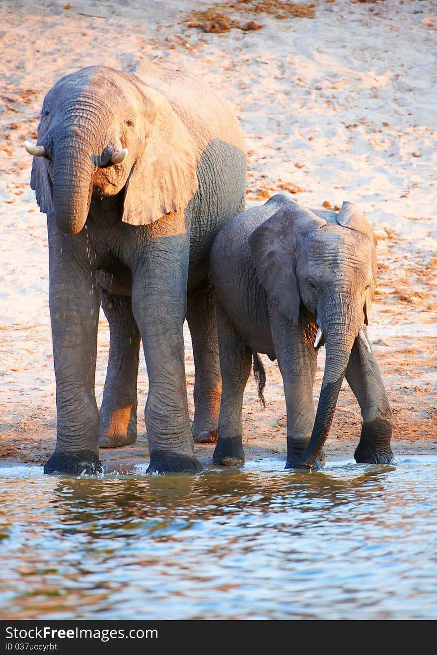 Large herd of African elephants (Loxodonta Africana) drinking from the river in Botswana