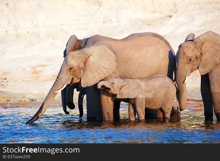 Large herd of African elephants (Loxodonta Africana) drinking from the river in Botswana