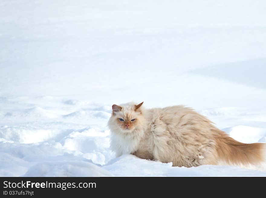 White Cat On The Snow