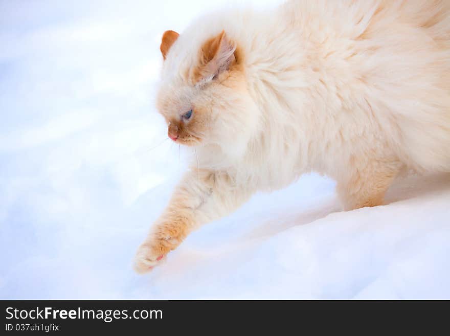 Running white cat