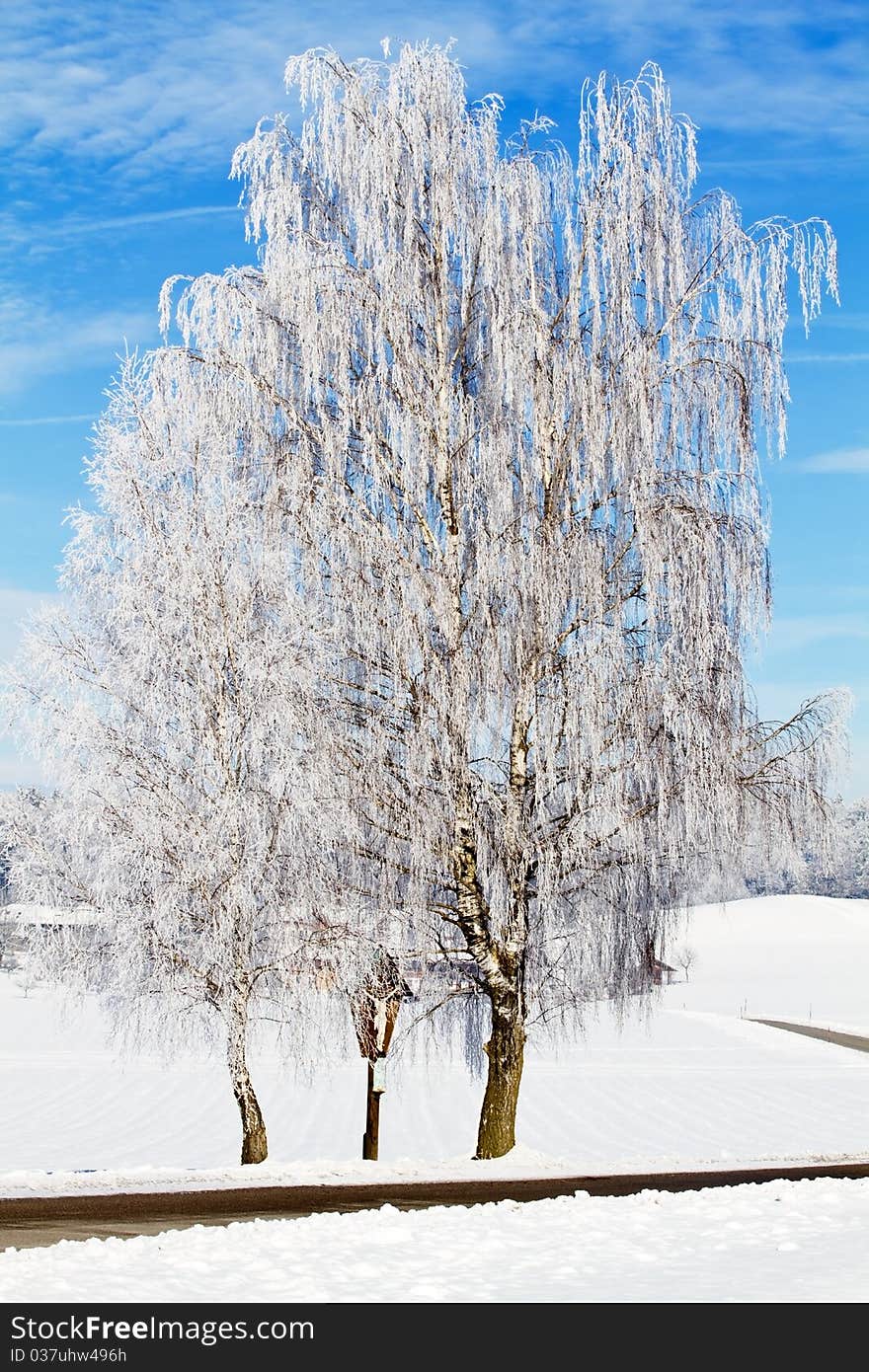 Birch tree with hoarfrost