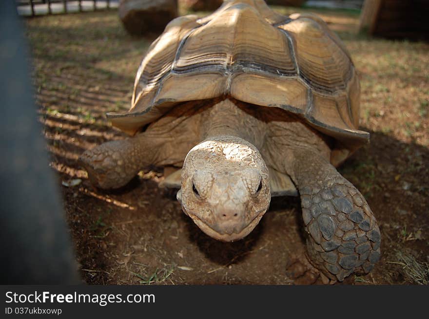 Tortoise at the zoo