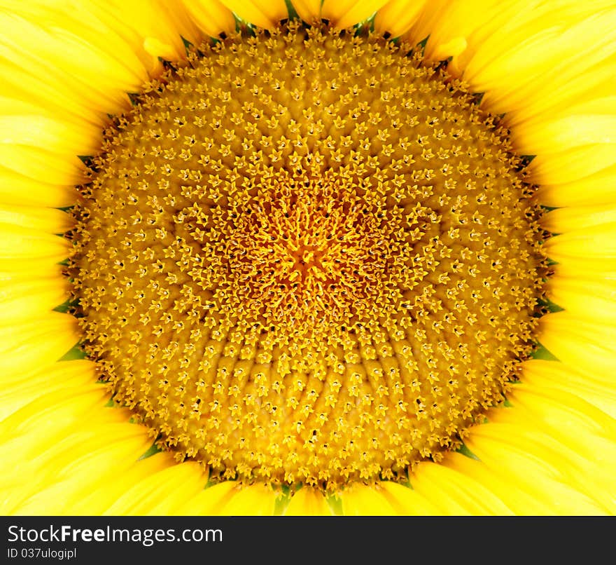 Sunflower head