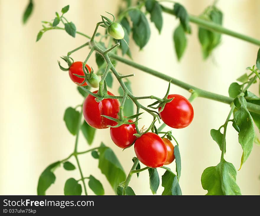 Several Cherry Tomatoes Hanging On A Stem