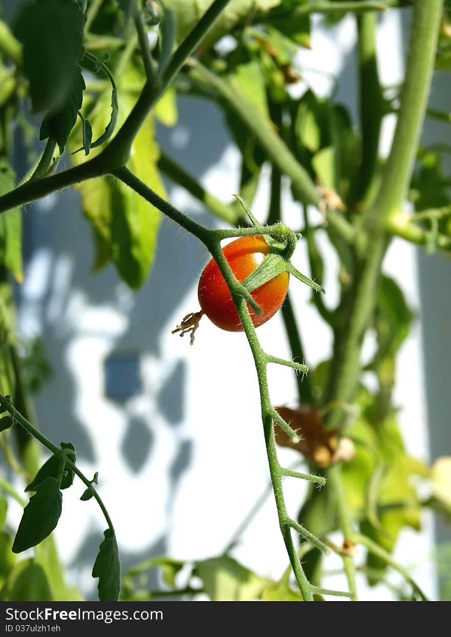 One cherry tomato hanging on a stem with leaves