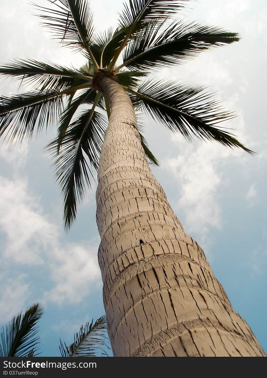 View of a tall palm tree from the bottom at an extreme angle. View of a tall palm tree from the bottom at an extreme angle.