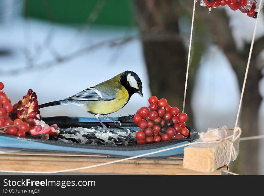 Winter feast in a feeding trough for birds. The big titmouse. Winter feast in a feeding trough for birds. The big titmouse.