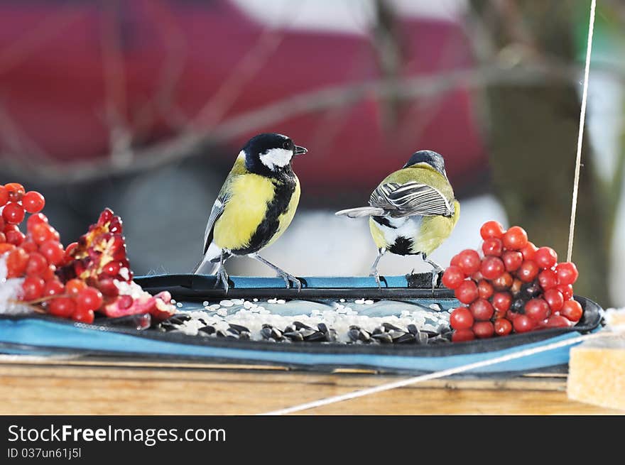 Winter feast in a feeding trough for birds. The big titmouse. Winter feast in a feeding trough for birds. The big titmouse.